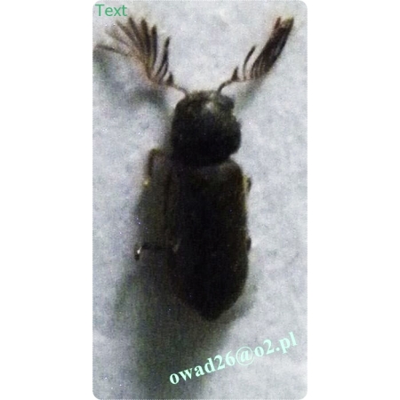 Ptilinus pectinicornis (Linnaeus, 1758) Wyschlik grzebykorożny